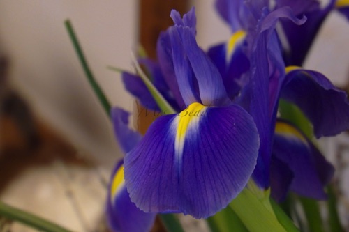 Eine Iris lässt den Frühling erahnen